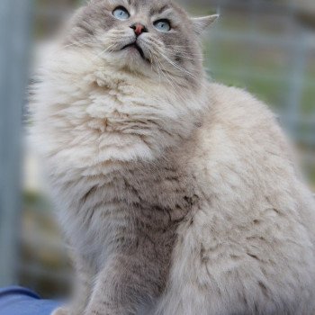 chat Ragdoll blue tabby mink ZEUS Les Ragdolls De L'Eden du Gival