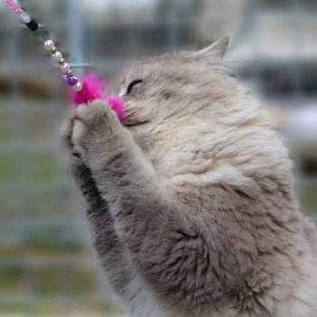 chat Ragdoll blue tabby mink ZEUS Les Ragdolls De L'Eden du Gival