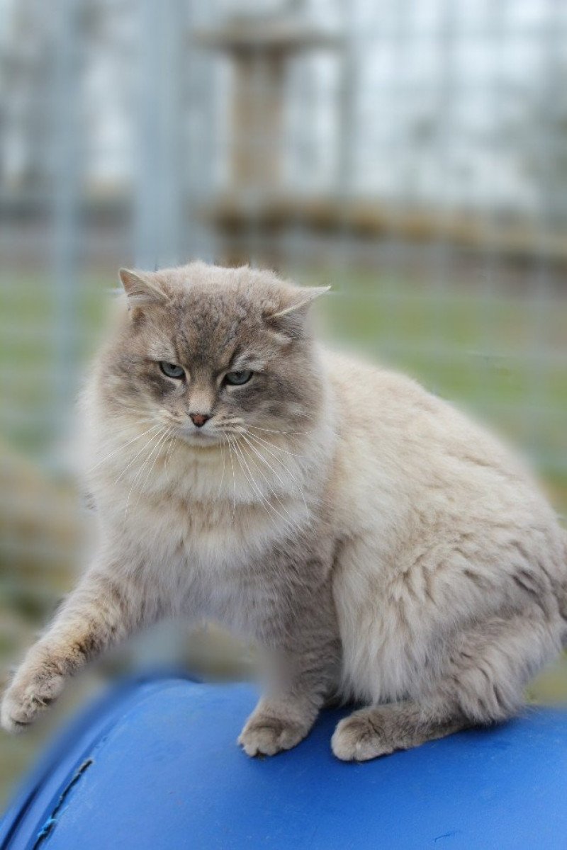 ZEUS VON AVENTERA Mâle Ragdoll