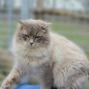 ZEUS VON AVENTERA Mâle Ragdoll