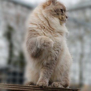 chat Ragdoll blue tabby mink ZEUS Les Ragdolls De L'Eden du Gival