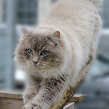 chat Ragdoll blue tabby mink ZEUS Les Ragdolls De L'Eden du Gival