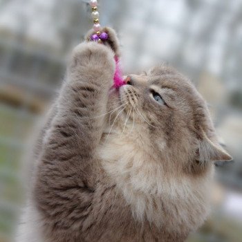 chat Ragdoll blue tabby mink ZEUS Les Ragdolls De L'Eden du Gival