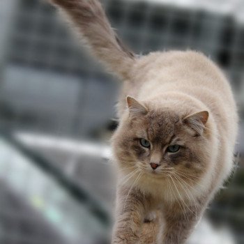 chat Ragdoll blue tabby mink ZEUS Les Ragdolls De L'Eden du Gival