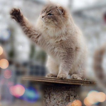 chat Ragdoll blue tabby mink ZEUS Les Ragdolls De L'Eden du Gival