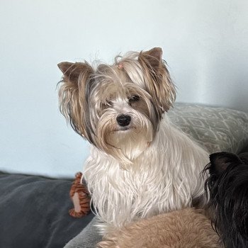 Bella Femelle Ragdoll