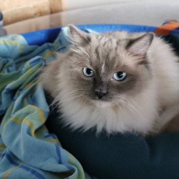 Chaton Ragdoll L'Eden du Gival Chaton Ragdoll L'Eden du Gival