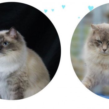 PHELEEN ZEUS PHELEEN ZEUS
